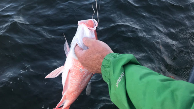 A red snapper with barotrauma being released using an inverted hook. (Photo courtesy LDWF)