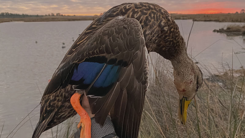Big Branch NWR duck hunt