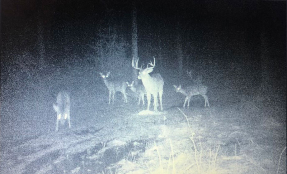 The big Bienville Parish buck tended to have a posse of five does accompanying him in trail camera photos.