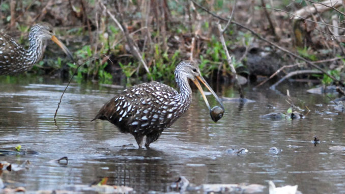 The limpkin, which has a strong appetite for apple snails, has been spotted in Louisiana.