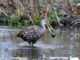 The limpkin, which has a strong appetite for apple snails, has been spotted in Louisiana.