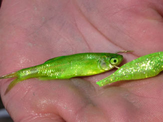 Pautzke’s Fire Dye will turn live minnows from their natural color to a handful of bright colors to attract gamefish — without otherwise affecting the bait.
