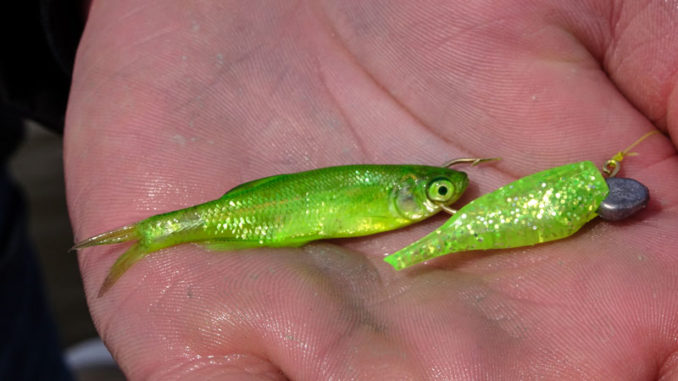 Pautzke’s Fire Dye will turn live minnows from their natural color to a handful of bright colors to attract gamefish — without otherwise affecting the bait.