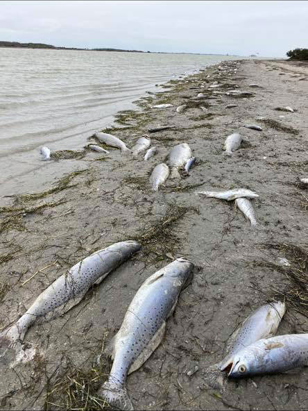 Shorelines were lined with dead speckled trout in south Texas. This picture was taken by Capt. Danny Neu just north of Arroyo.
