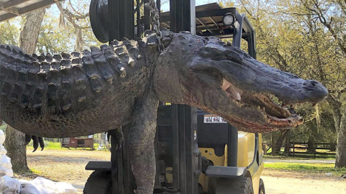 This gator was harvested by Ned McNeely during a private land hunt in April 2021. (Photo courtesy of Cordray's Processing)