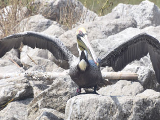 The brown pelican photographed by LDWF biologist Casey Wright on Queen Bess Island in March 2021. (Photo courtesy LDWF)