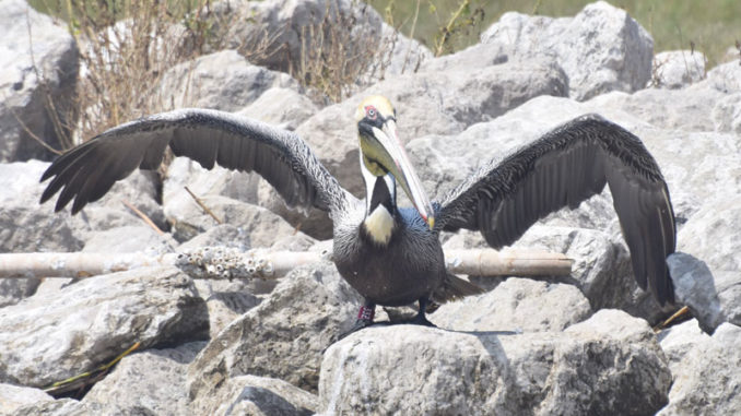 The brown pelican photographed by LDWF biologist Casey Wright on Queen Bess Island in March 2021. (Photo courtesy LDWF)