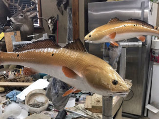 Part of a taxidermist’s job is to duplicate the colors of the fish when it was still swimming.