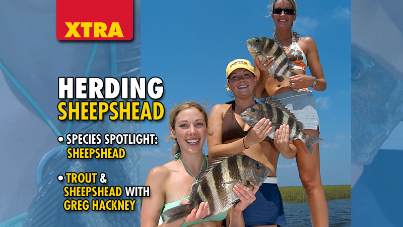 One fish that is available year-round and bites well during warm and cold weather is sheepshead.