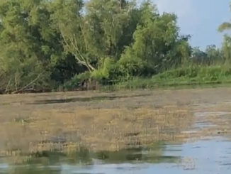 (Photo courtesy Knapper Tim)