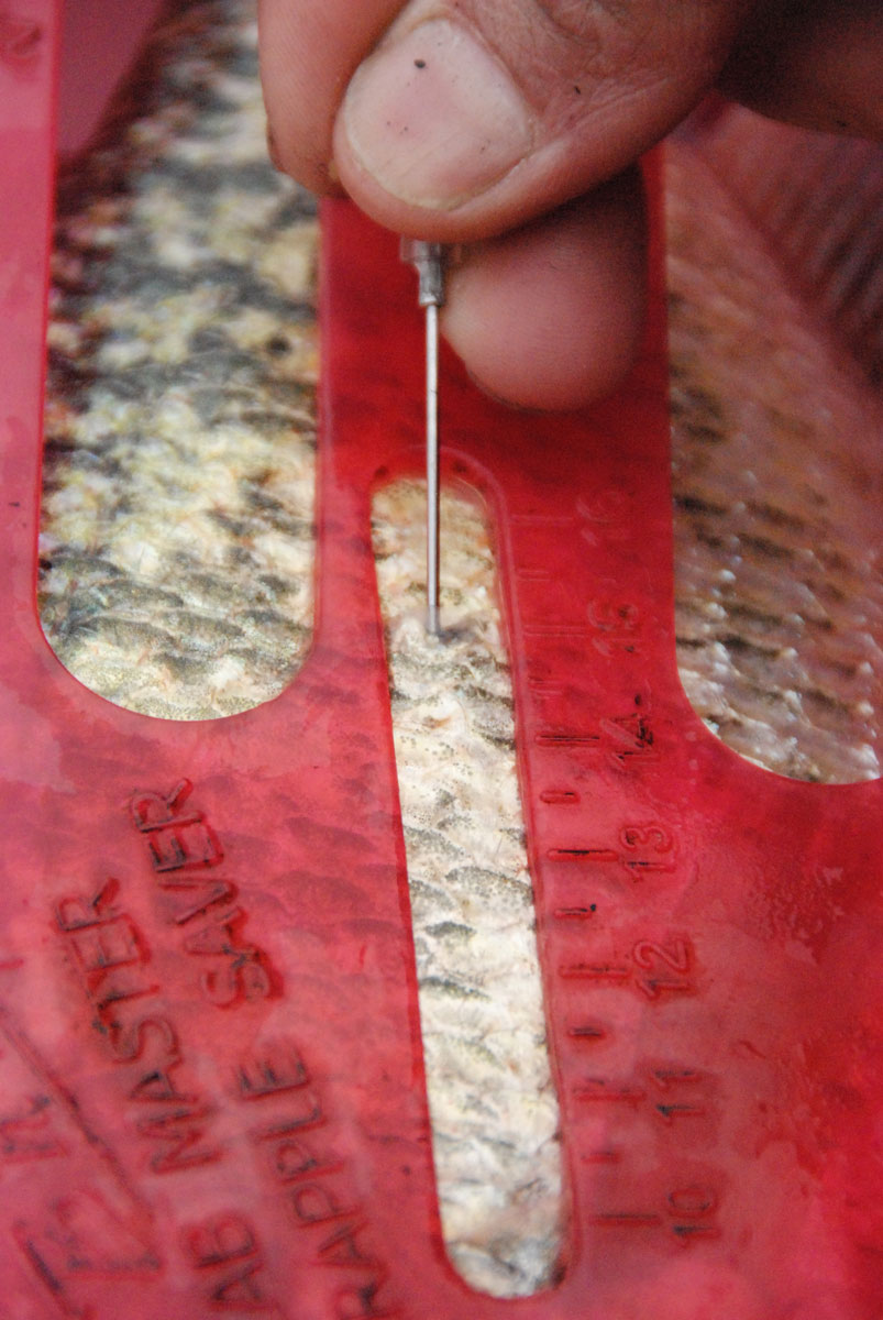 Using B’n’M’s Crappie Saver and a hollow needle to deflate the swim bladder of a fish caught from deep water will help the fish stay alive in the livewell or after being released.