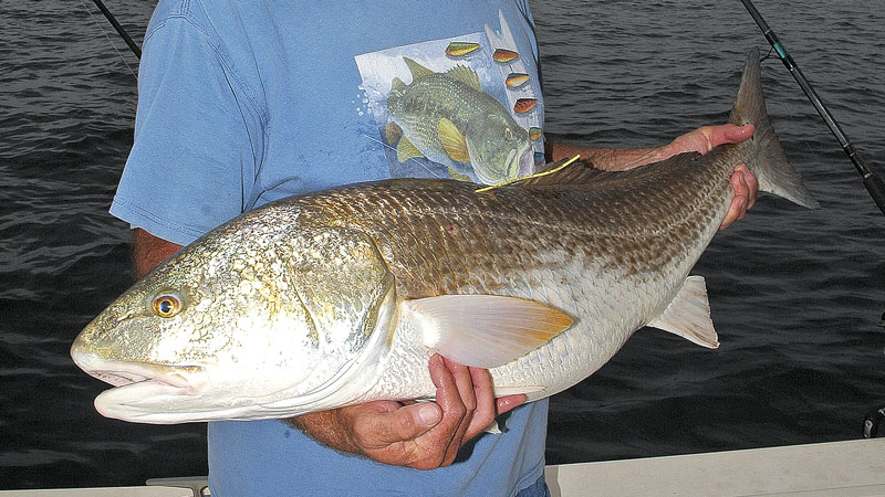 Louisiana Sportsman