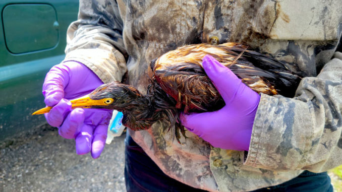 LDWF personnel triage an oiled tricolored heron recovered at the Alliance Refinery oil spill. (Photo courtesy LDWF)