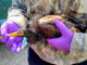 LDWF personnel triage an oiled tricolored heron recovered at the Alliance Refinery oil spill. (Photo courtesy LDWF)