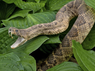 wildlife