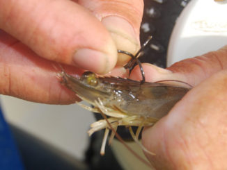 A treble hook has a smaller profile, so fish are usually hooked deeper than with kahle hooks.