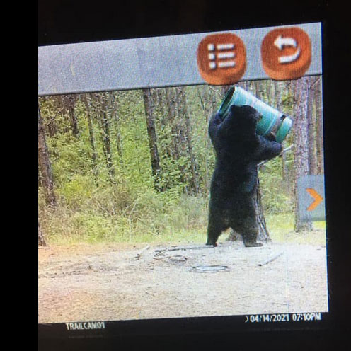Some are calling this bear “Hulk Hogan” after this photo of him smashing a deer feeder went viral with views on the new Louisiana Black Bear Report Facebook page.