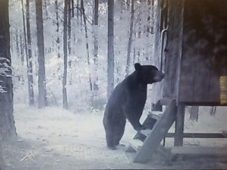 Black bears making themselves at home in someone’s deer stand.