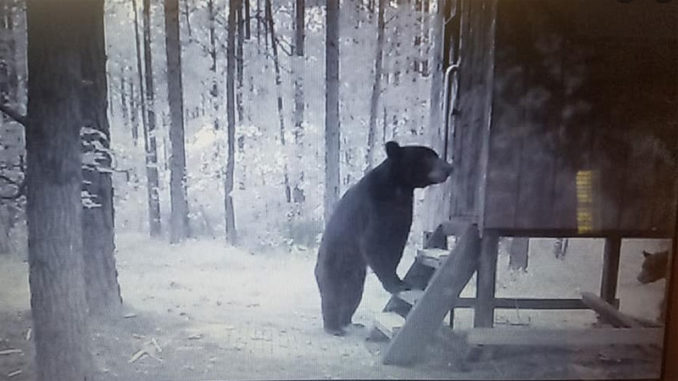 Black bears making themselves at home in someone’s deer stand.