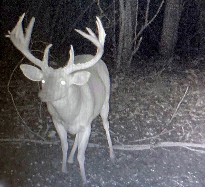 One of the camera shots showing the big deer arriving near Clemon’s stand at 4:30 a.m. The deer’s biggest mistake was staying there until about five minutes after shooting light.