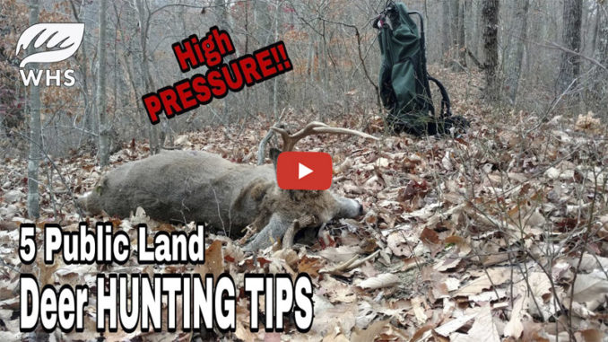 kill bucks on public land
