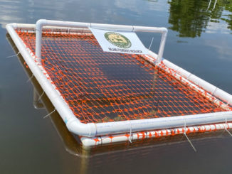 This floating exclosure is designed to allow coontail to grow and spread seeds that will hopefully be dispersed throughout the area, while protecting it from herbivores.