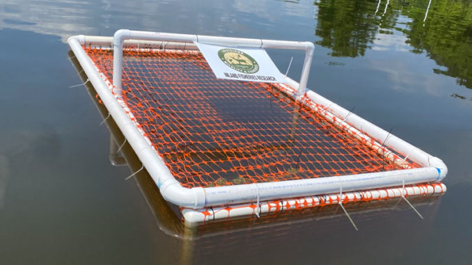 This floating exclosure is designed to allow coontail to grow and spread seeds that will hopefully be dispersed throughout the area, while protecting it from herbivores.