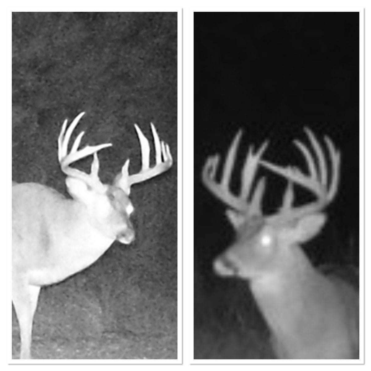 The trail cam photos of Kendra Menard's buck from 2020 (left) and 2021.