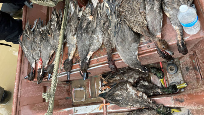Twelve pintails and four mallards were part of the total of 25 ducks found in their possession. (Photo courtesy LDWF)