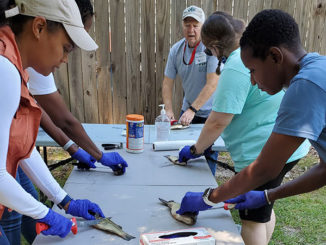 Aquatic Volunteer Instructor teaches attendees how to clean fish. (Photo courtesy LDWF)
