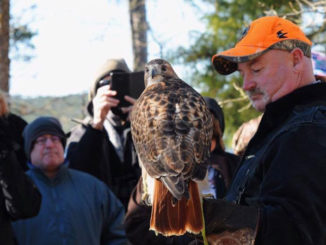 The next Mini BOW workshop will focus on falconry. (Photo courtesy LDWF)