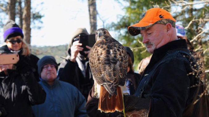 The next Mini BOW workshop will focus on falconry. (Photo courtesy LDWF)