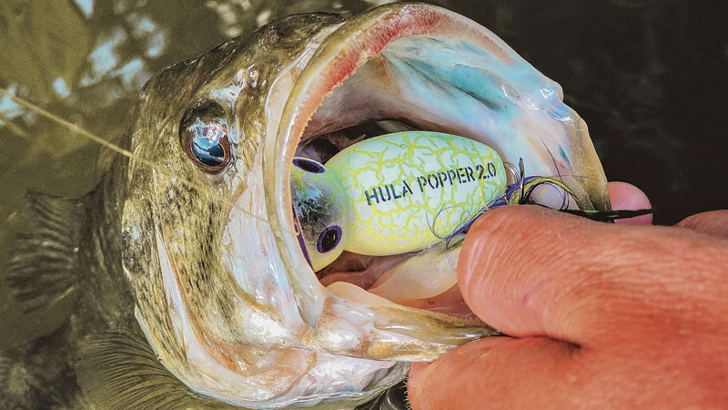 How to Fish With a Hula Popper 