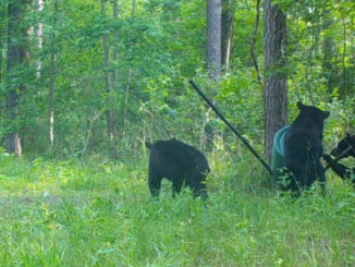 A mother bear and two cubs finish off destroying an empty deer feeder in the pine woods of north Louisiana.