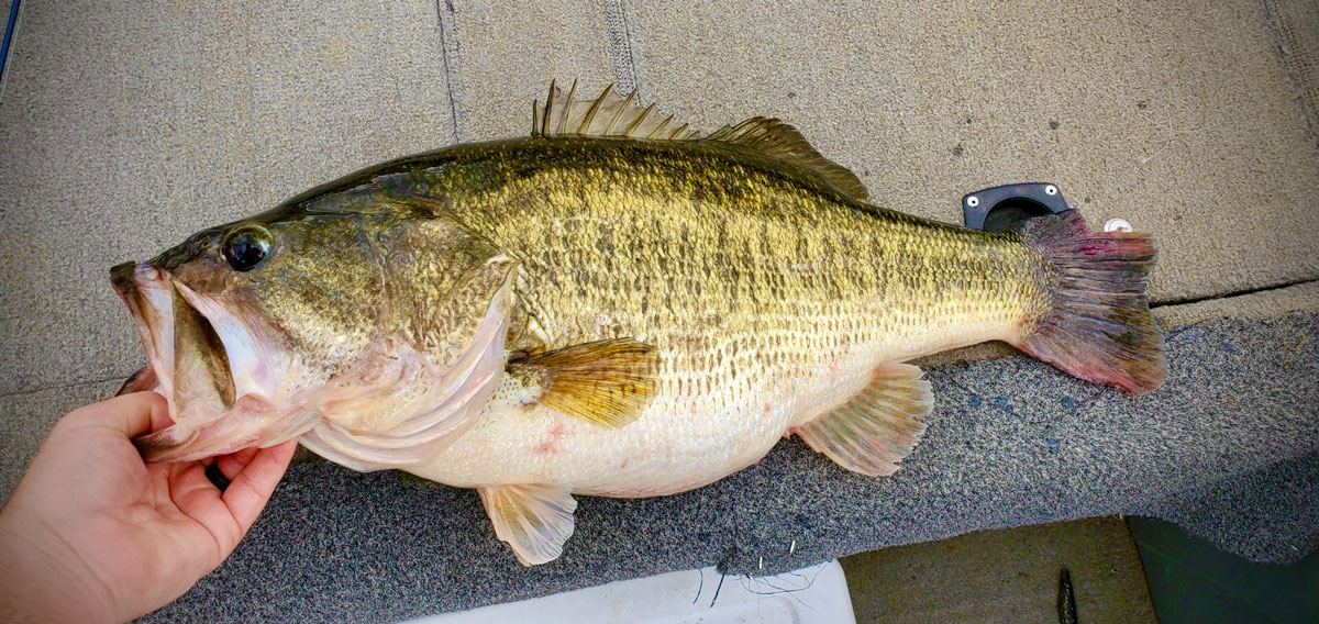 Rudisill stretched out his big Cross Lake bass and it hung three inches over the end of his 22-inch cull board.