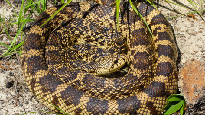 The Louisiana Pine Snake. (Photo courtesy LDWF)