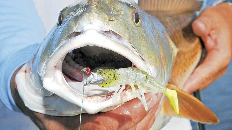 Cornucopia Fish Louisiana Sportsman