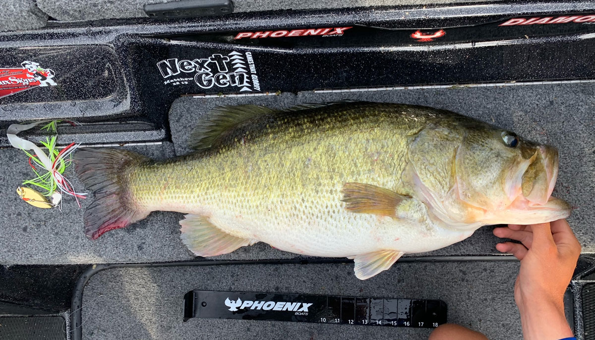 The huge bass makes the 18-inch measuring board look like a toy.