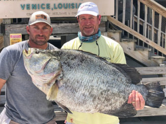 Brett Plummer landed this 31.6-pound tripletail that will be No. 8 in the state while on board with Capt. Rich McCloskey on April 25.