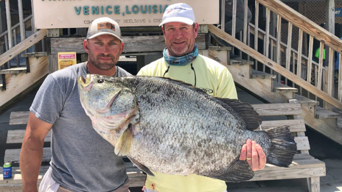Brett Plummer landed this 31.6-pound tripletail that will be No. 8 in the state while on board with Capt. Rich McCloskey on April 25.
