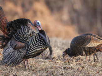 LDWF has developed a public online component to report turkey sightings in the state. (Photo courtesy LDWF)
