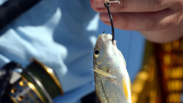 Live croakers make fantastic baits for big speckled trout