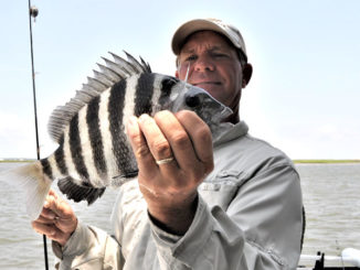 Fishing guide Jeff Wolfe caught this sheepshead, a typical-sized one for the summer. (Photo by Craig Holt)