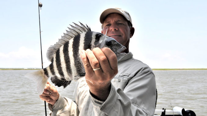 Fishing guide Jeff Wolfe caught this sheepshead, a typical-sized one for the summer. (Photo by Craig Holt)