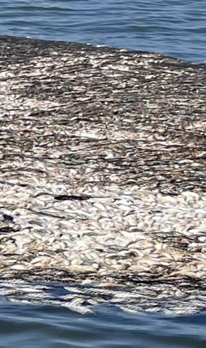 An estimated half million pounds of fish shown here were abandoned in this pogie net off the Louisiana coast.
