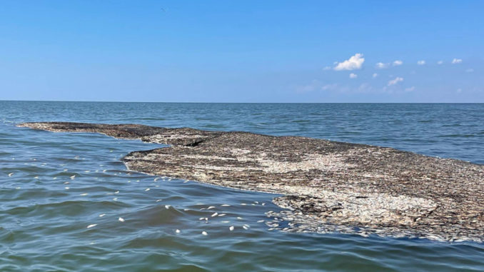 Another black eye for the pogie industry off the Louisiana coast — an abandoned net full of dead fish just off Holly Beach.
