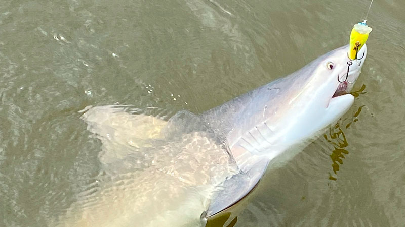 Randy Alleman caught a 4-foot shark and a 3-foot shark two days later at Flat Lake in the Spillway.