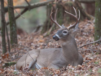 CWD-infected deer may exhibit signs of weight loss and emaciation, salivation, frequent drinking and urination, incoordination, circling and lack of fear of people.