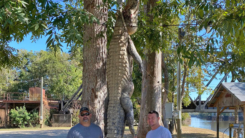 James Gornor and Jeff Burlett with a 12-foot 4-inch gator killed Oct. 9, 2022 on the West Pearl River. It weighed 560 pounds.