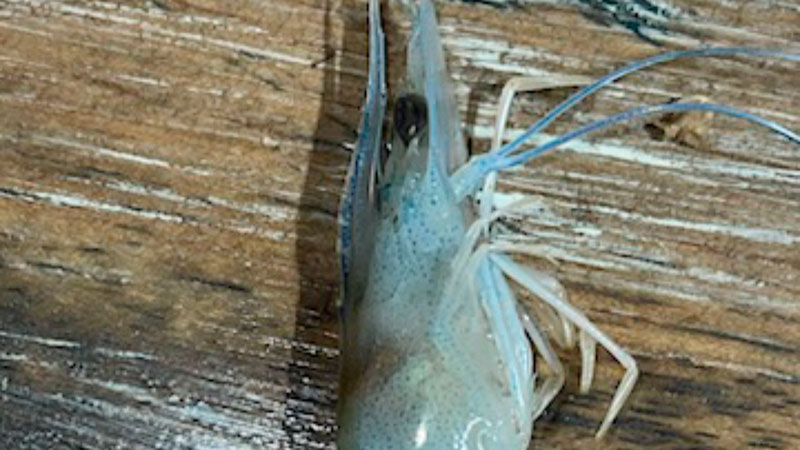 Blue shrimp from Vermilion Bay